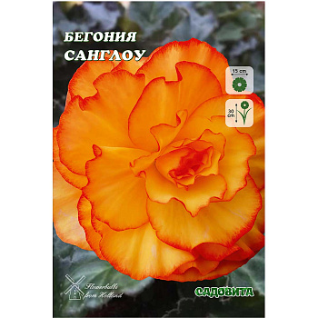 Бегония Санглоу 4/+ 2 шт Садовита