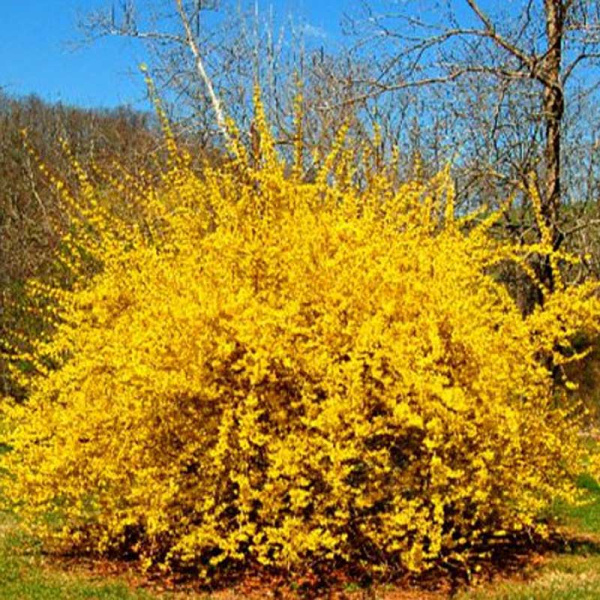 Форзиция Промежуточная Голдрауш P9 ,шт Садовита