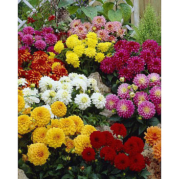 Георгина Гэллери Микс I 15 шт Шоу-бокс 14530