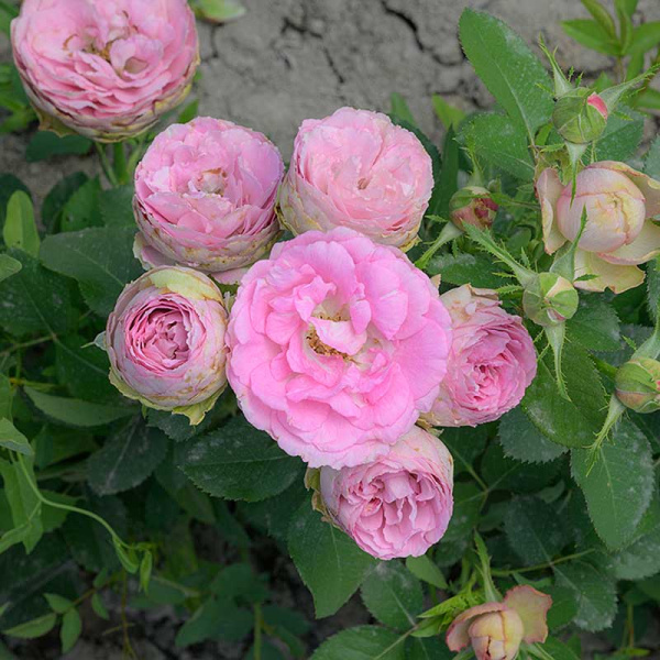 Роза спрей Блоссом баблс Садовита