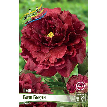 Пион Блэк Бьюти 2/3 n 1 шт