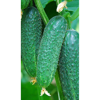 Огурец Платон F1 5шт Greenomica/Садовита Ц