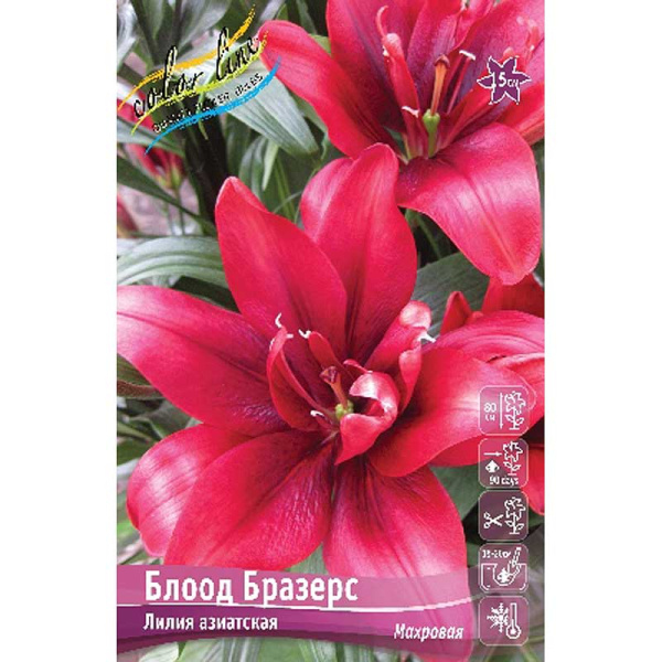 Лилия Блоод Бразерс 12/14 5 шт 