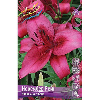 Лилия Новембер Рейн 12/14 5 шт 