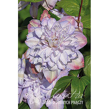 2491 Биг-Пак Клематис Анна`c Чоис I 25 шт 