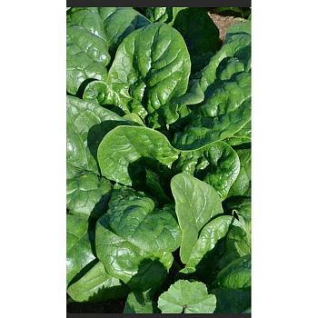 Шпинат Крепыш 2гр Садовита Ц