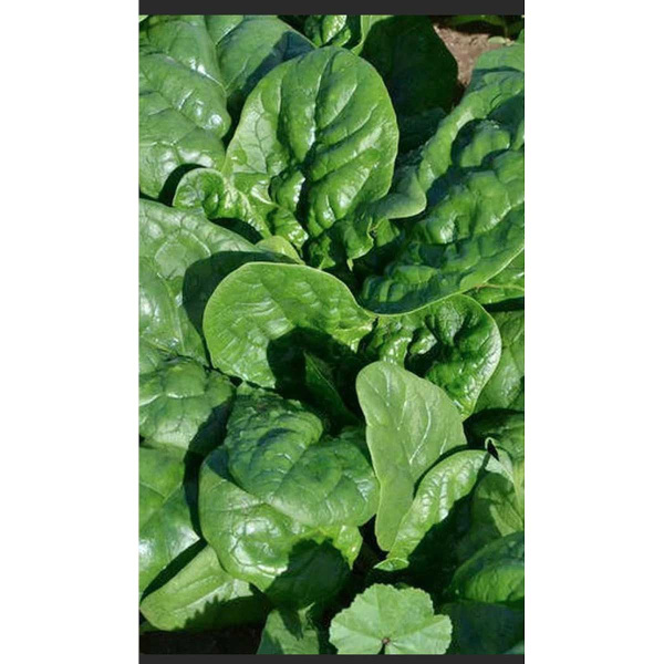 Шпинат Крепыш 2гр Садовита Ц