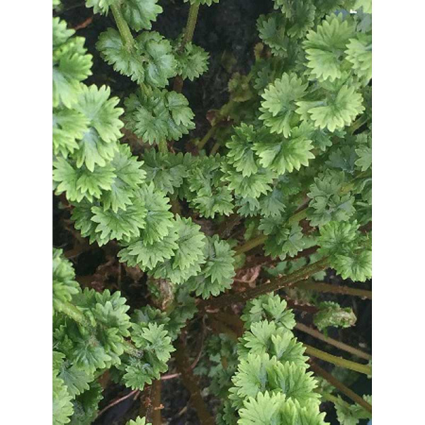 5659 Биг-Пак Кочедыжник Фризелли I 25 шт 