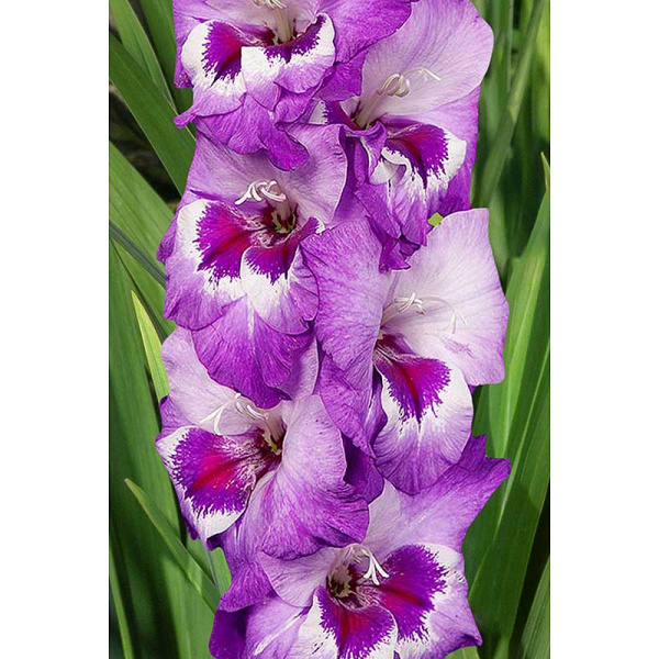 Гладиолус Виста 12/14 5 шт Садовита