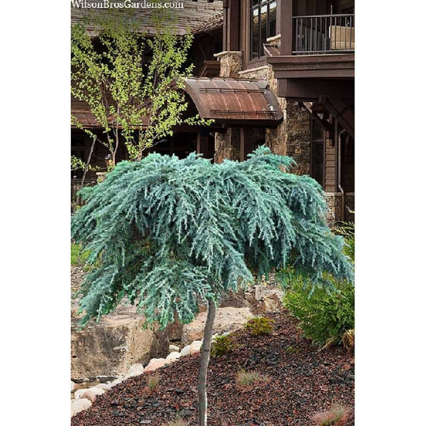 15923 Кедр Гималайский Филинг Блю C5 штамб 60 cm. ,шт