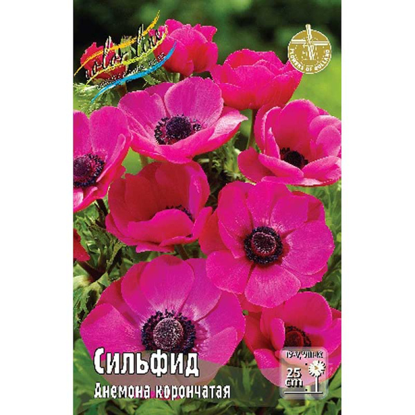 Анемона Сильфид 5/6 10 шт