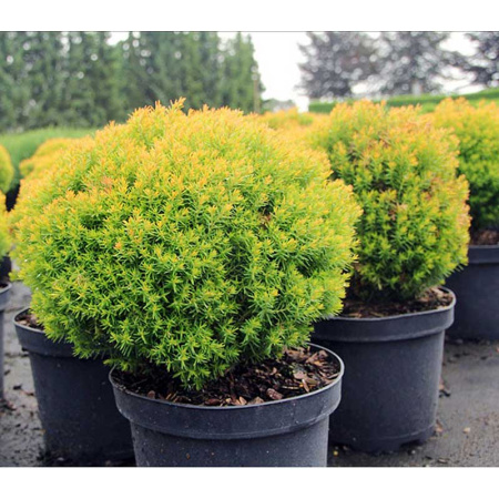 Туя Thuja Occidentalis Aniek P9 ,шт Садовита 9351