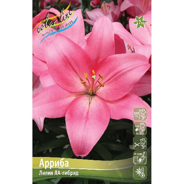 Лилия Арриба 12/14 7 шт