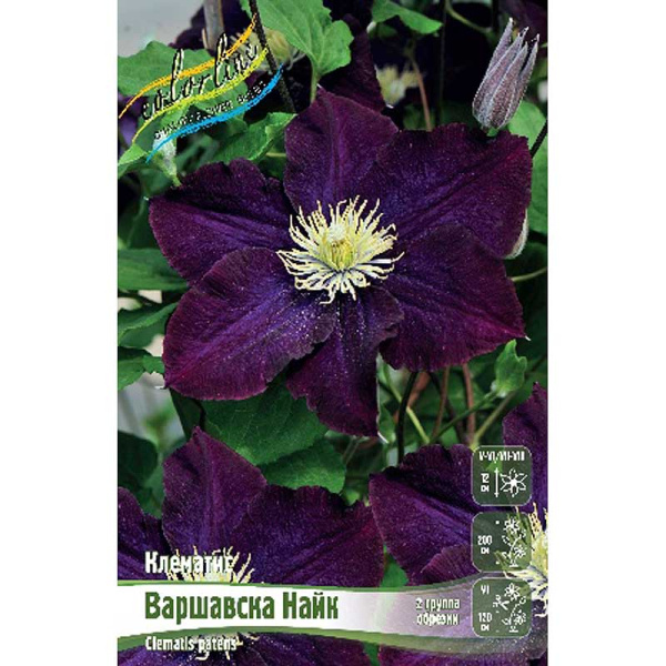 Клематис Варшавска Найк I 25 шт Биг-пак 2464