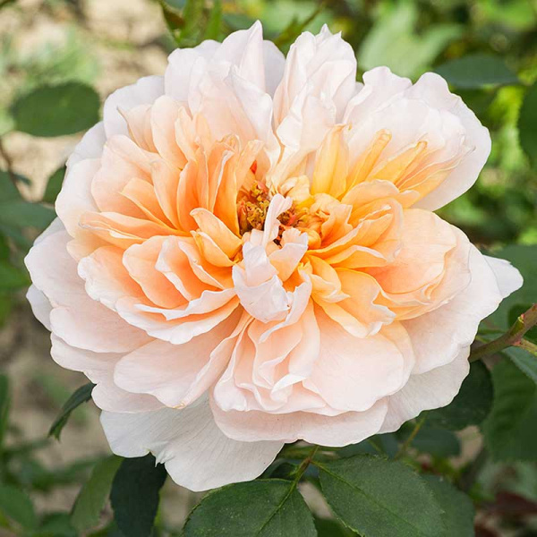 Роза шраб Ти Клиппер (Английская) Садовита