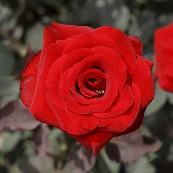 Роза чайно-гибридная Рэд Наоми Садовита