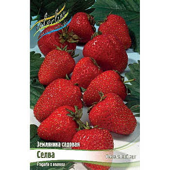 8235 Биг-Пак Земляника Садовая Селва A 100 шт