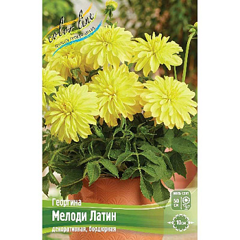 Георгина Мелоди Латин I 1 шт
