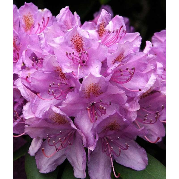 Рододендрон Кэтевбинский Грандифлорум P13