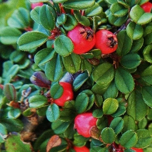 Кизильник Стелющийся Стрейбс Файндлинг P9