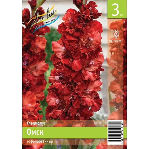 Гладиолус Омск 10/12 3 Эконом шт