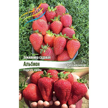 8199 Биг-Пак Земляника Садовая Альбион A 100 шт