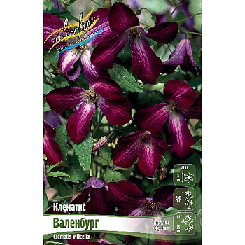 Клематис Валенбург I 25 шт Биг-пак 968