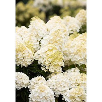 5033 Гортензия Метельчатая Саммер Сноу C2 ,шт