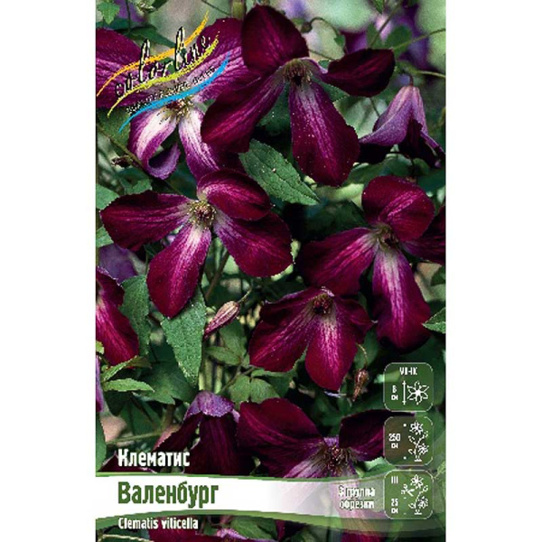 Клематис Валенбург I 25 шт Биг-пак 968