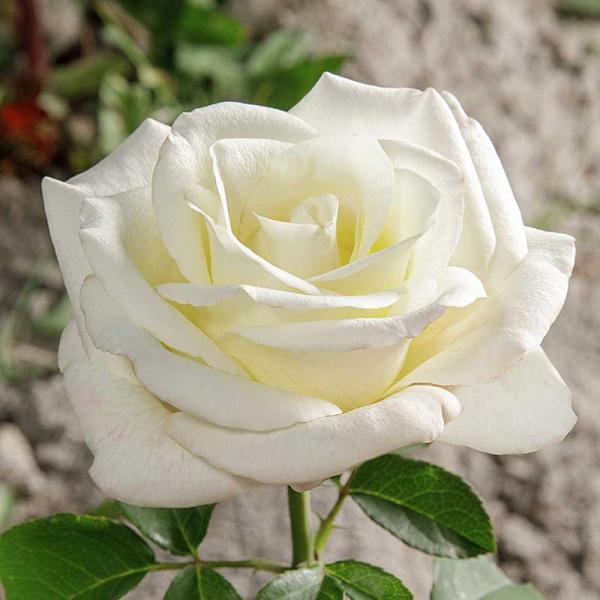 Роза чайно-гибридная Акито Садовита