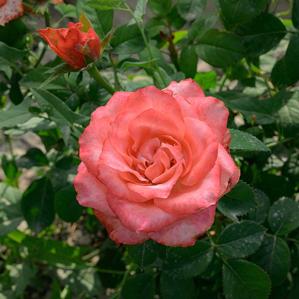 Роза Чайно-гибридная Диметра Садовита