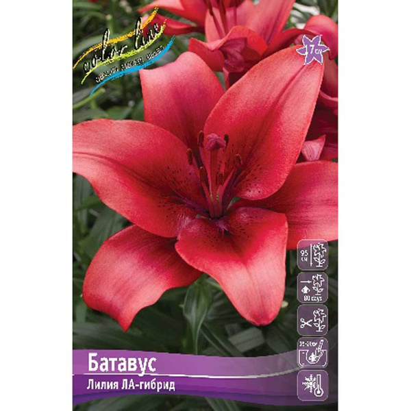 Лилия Батавус 10/12 25 шт Биг-Пак 13694 