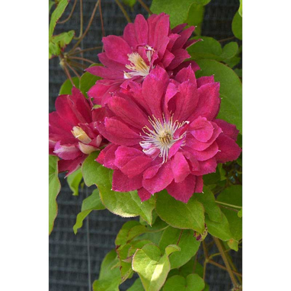 Клематис Акафуджи I 1 шт