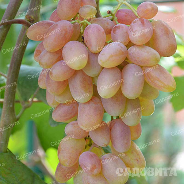 Виноград Любимчик среднеранний Садовита