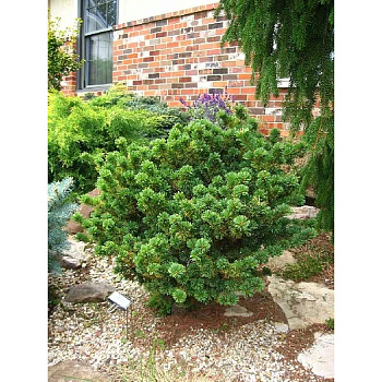 1654 Сосна Мелкоцветковая Эдкокс Дварф C7,5 30-40cm ,шт