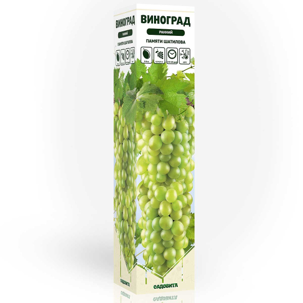Виноград Памяти Шатилова ранний Садовита