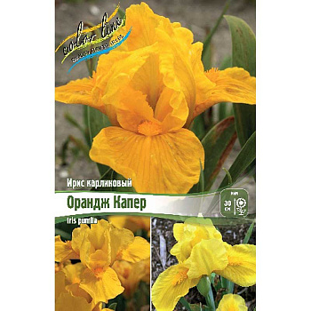 Ирис Карликовый Орандж Капер I 25 шт Биг-пак 12082 