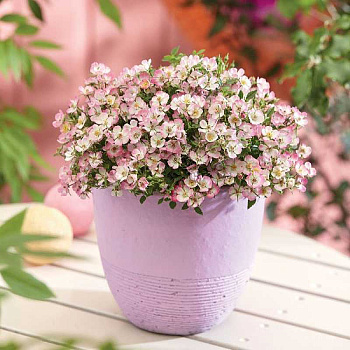 Роза Кьюти Пай (Мини-Роза) P12 шт