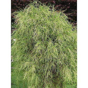 Туя Западная Филиформис C3 25-30cm шт