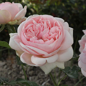 Роза чайно-гибридная Демюр Леди Садовита