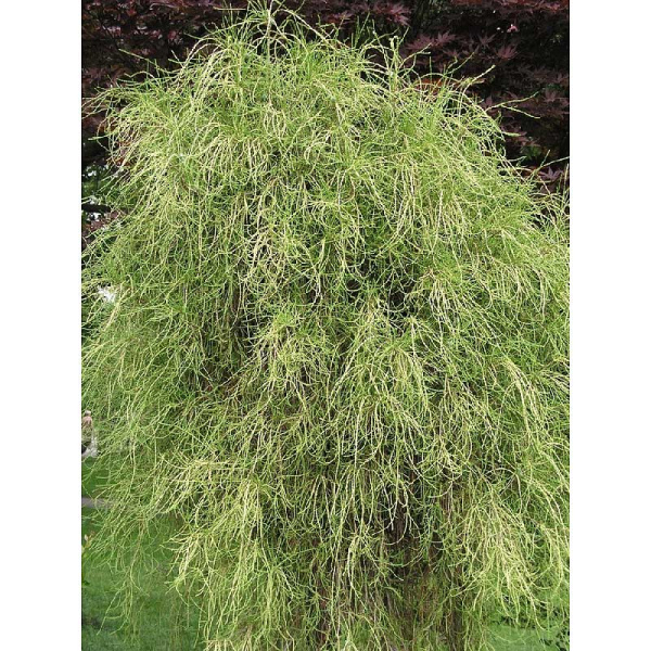 Туя Западная Филиформис C3 25-30cm шт