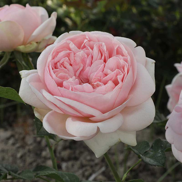 Роза чайно-гибридная Демюр Леди Садовита