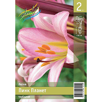 Лилия Пинк Планет 12/14 2 Эконом шт