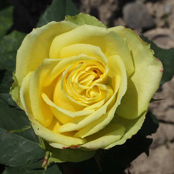 Роза чайно-гибридная Лимбо Садовита