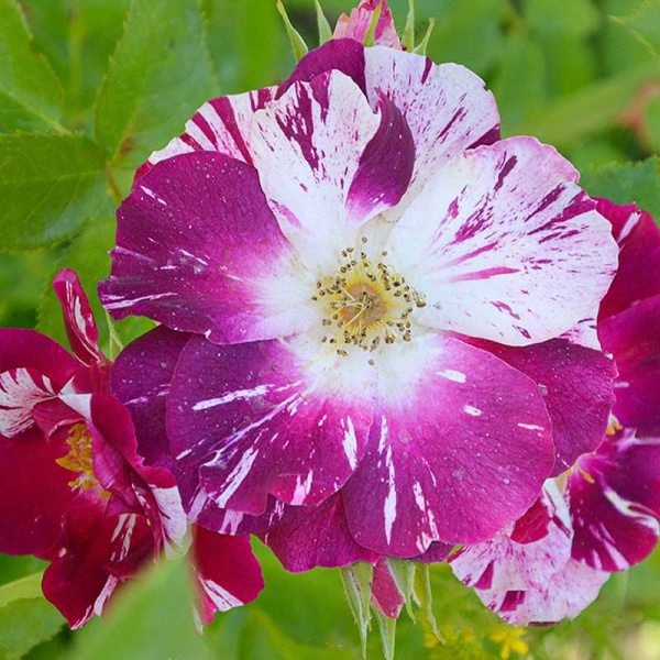 Роза плетистая Перпл Сплэш Садовита