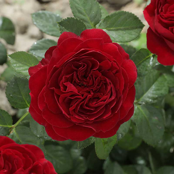 Роза спрей Эротик Рококо Садовита