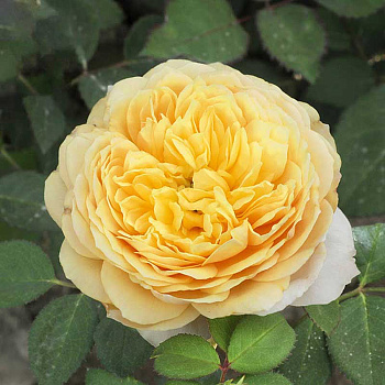 Роза шраб Шарлотта (английская) Садовита