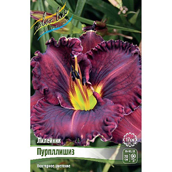 Лилейник Пурпллишиз I 25 шт Биг-пак 9738