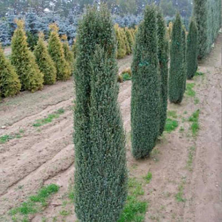 Можжевельник Juniperus communis Sentinel Р9 шт Садовита 10295