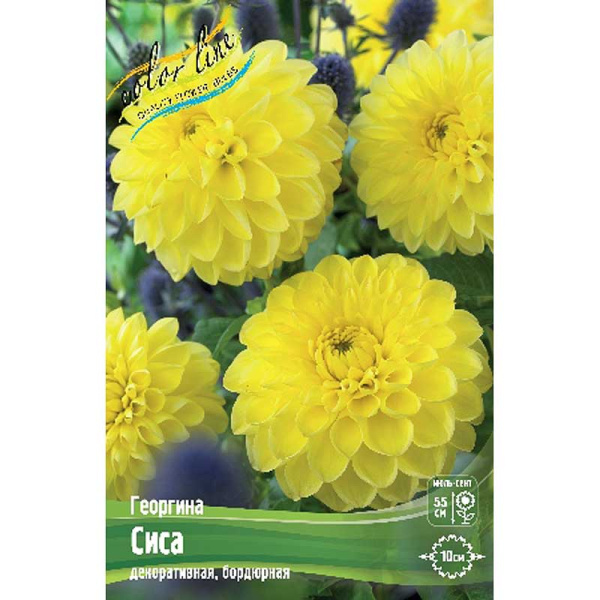 Георгина Сиса I 1 шт